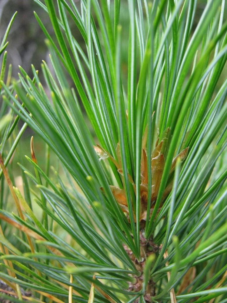Сосна Сибирская хвоя