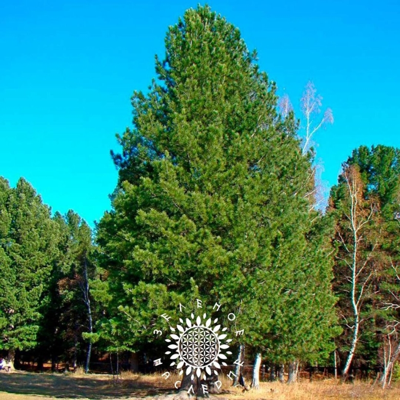Сосна сибирская кедр сибирский