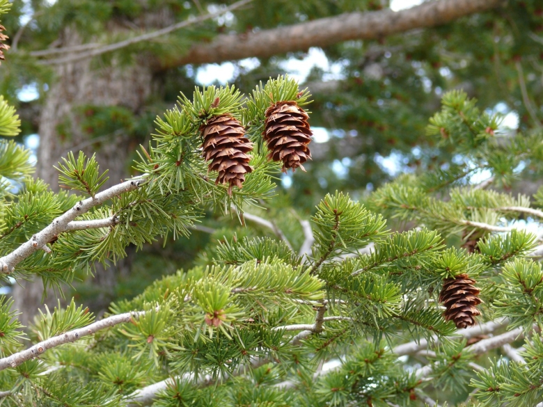 Ель Сибирская Picea obovata