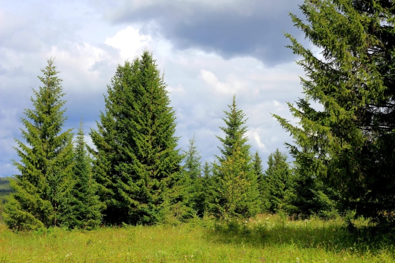 Пихта уральская