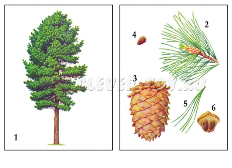 Хвойные деревья в детском саду