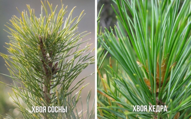 Сосна Кедровая Сибирская хвоя