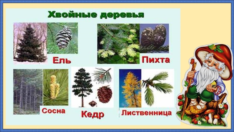 Ель сосна кедр пихта