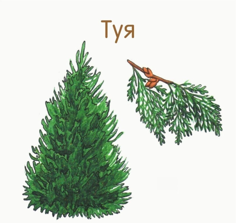 Детям о дереве туя