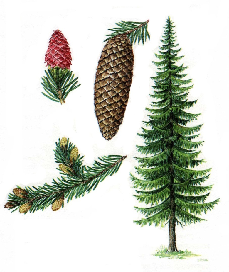 Пихта Сибирская хвоинки