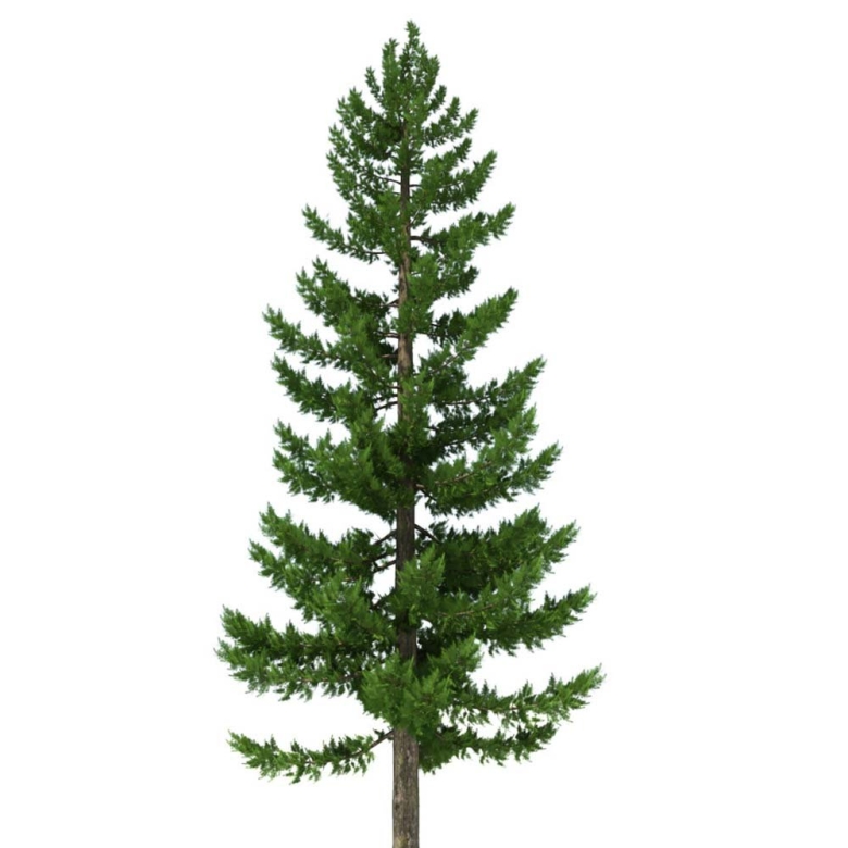 Лиственница Сибирская дерево