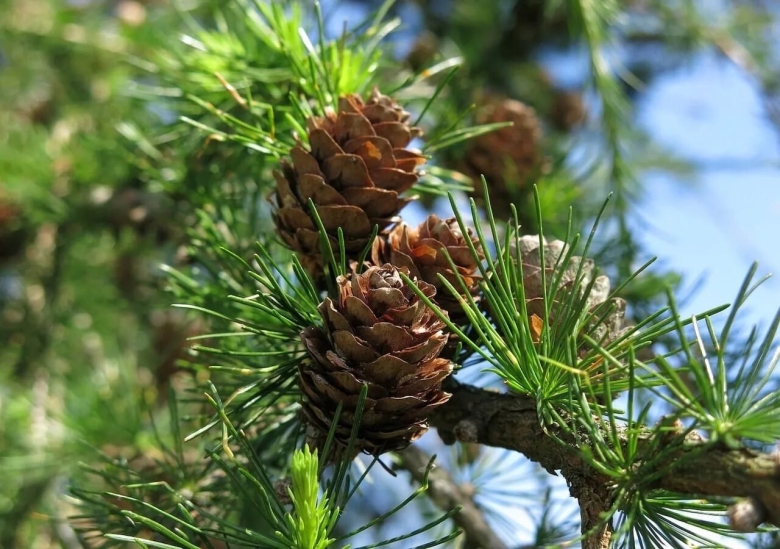 Лиственница сибирская larix sibirica