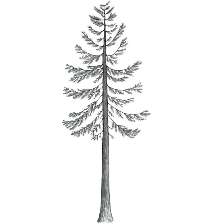 Хвойное дерево карандашом