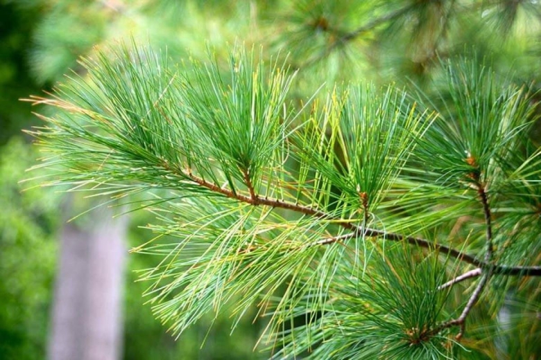 Хвоинки сосны кедровой