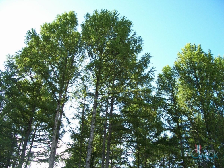 Лиственница сибирская дерево