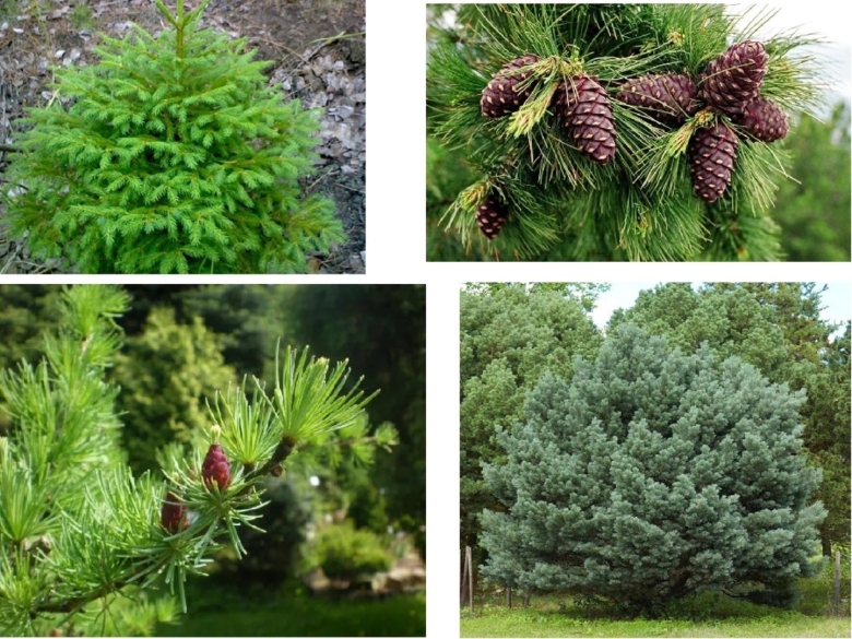 Голосеменные хвойные