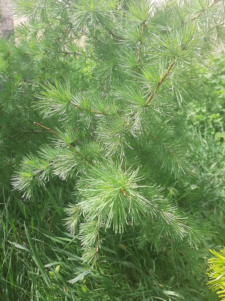 Лиственница сукачева (larix sukaczewii)