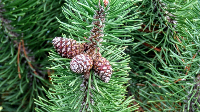 Хвойные деревья в Краснодарском крае