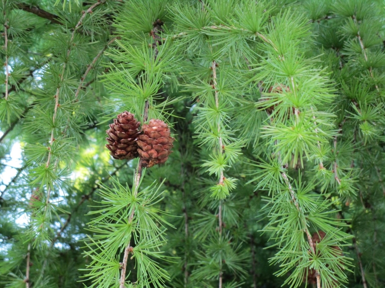 Ель пихта сосна кедр лиственница