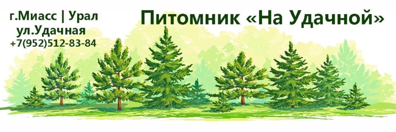 Лес для детей на прозрачном фоне