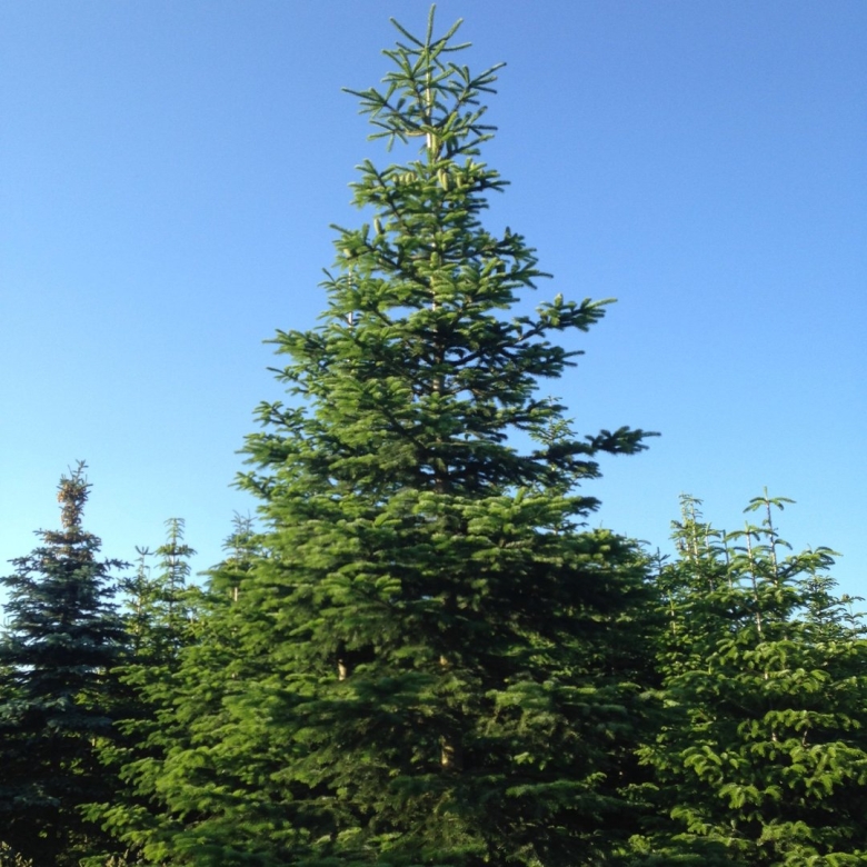 Пихта Подмосковная