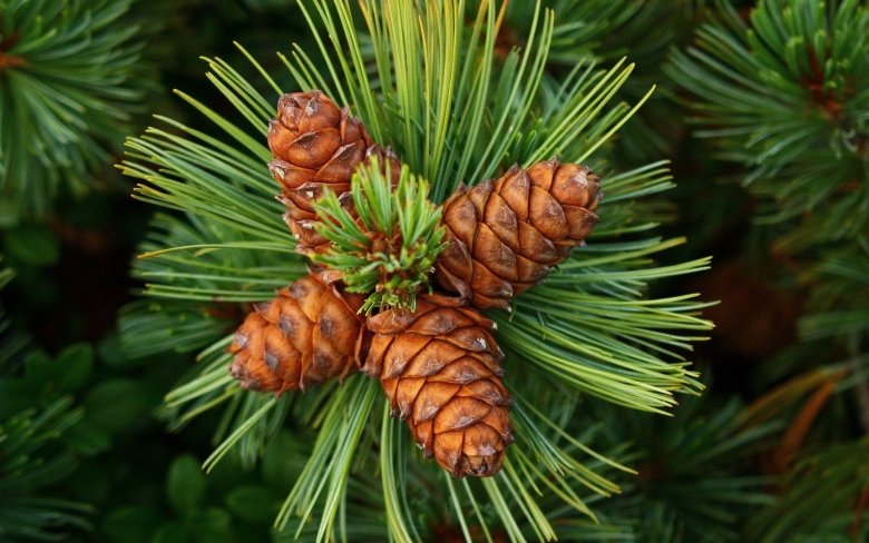 Кедр Сибирский Pinus sibirica