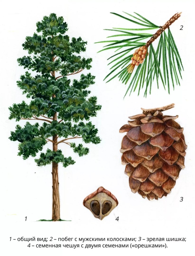 Кедр Сибирский Pinus sibirica