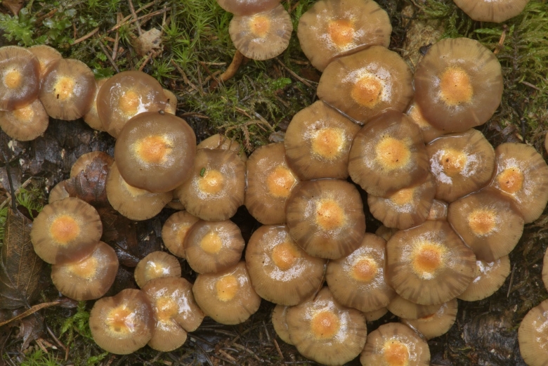 Земляной гриб фото