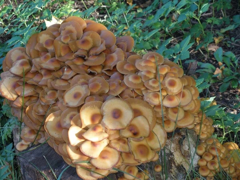 Лже опята осенние