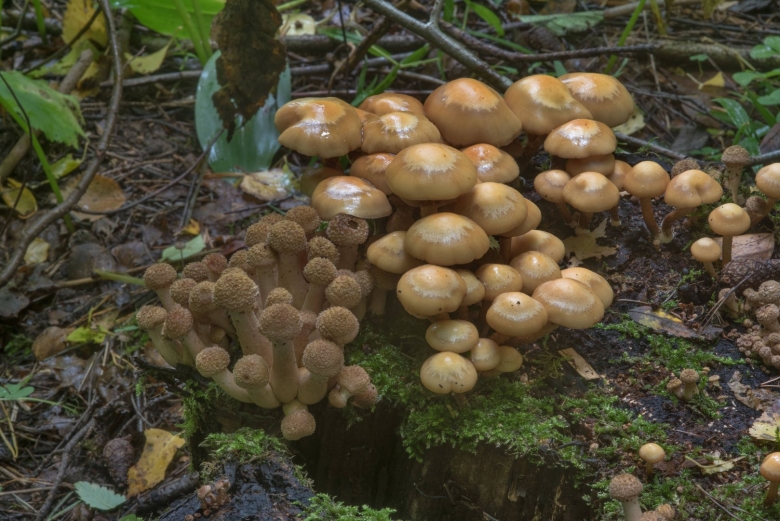 Опёнок осенний Северный