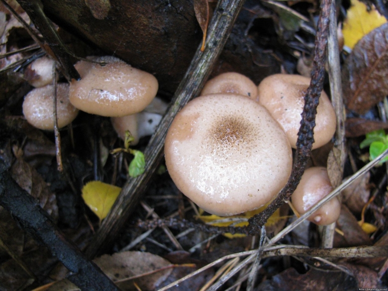 Озимовые опята