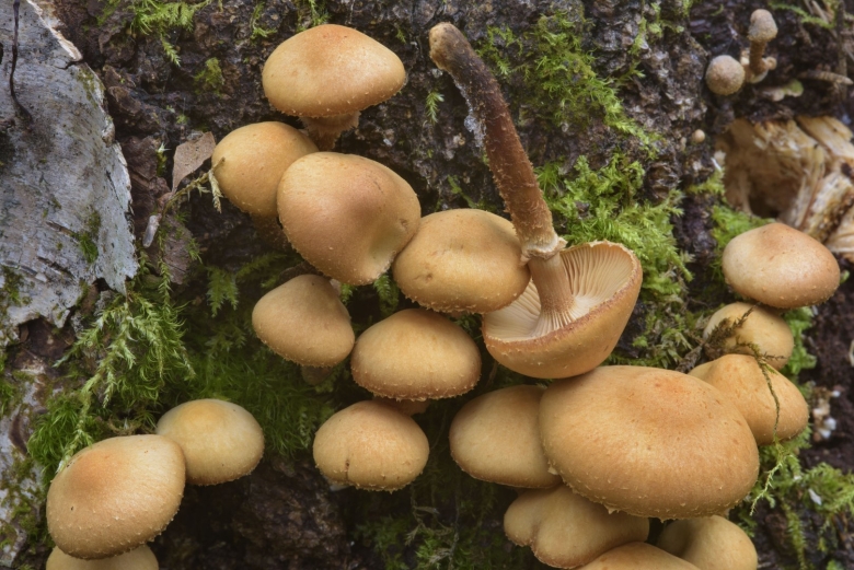 Опята осенние земляные