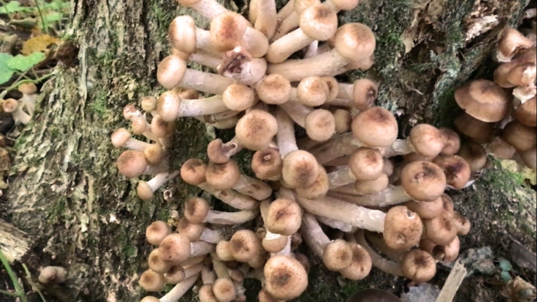 Опенок осенний поражаемые породы