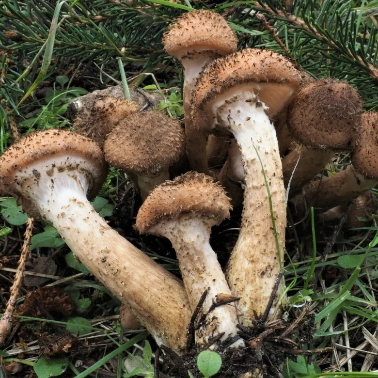 Опята осенние съедобные