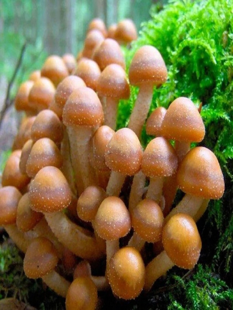 Опенок обыкновенный