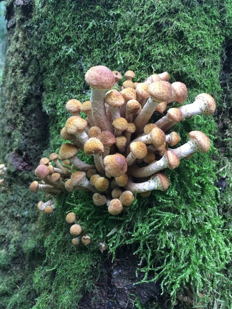 Опенок Кандоля