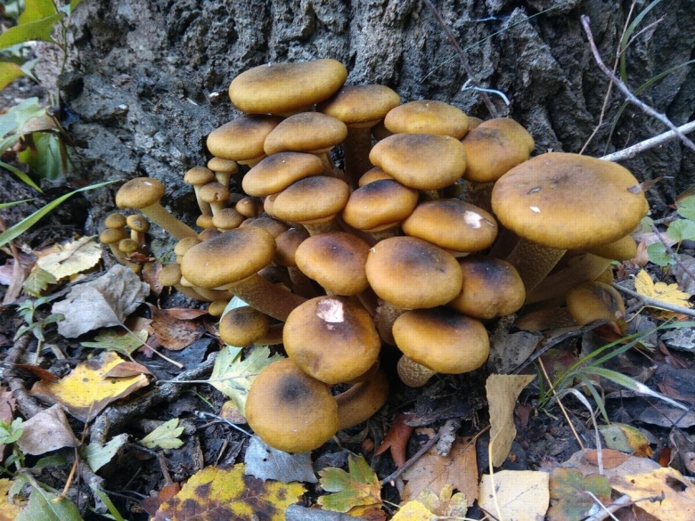 Опенок осенний луковичноногий