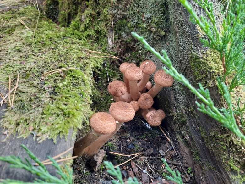 Медовые грибы Armillaria mellea