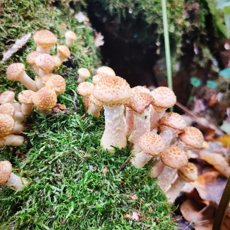 Земляные опята фото