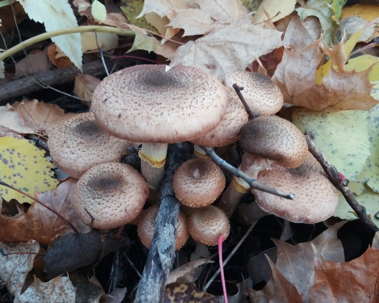 Опята осенние полевые