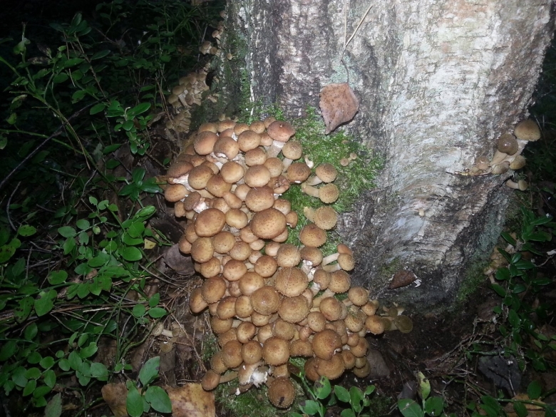 Опята грибы Удмуртии