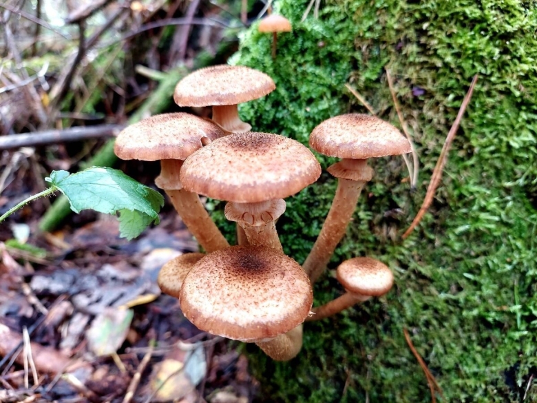 Ложная опята