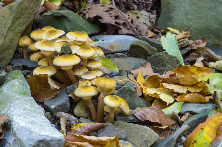 Опята осенние земляные