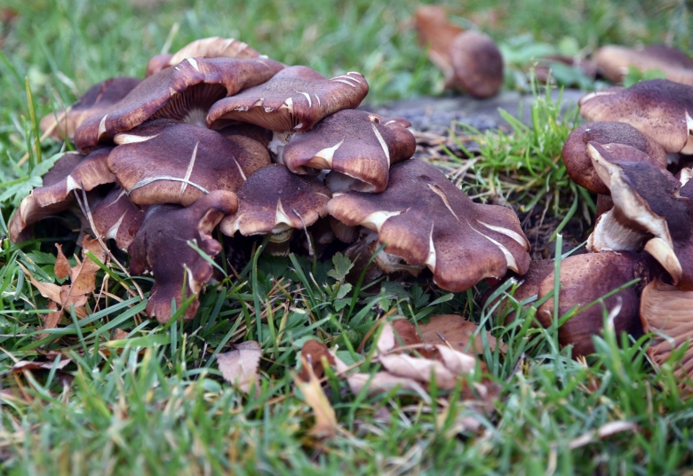 Опята осенние земляные