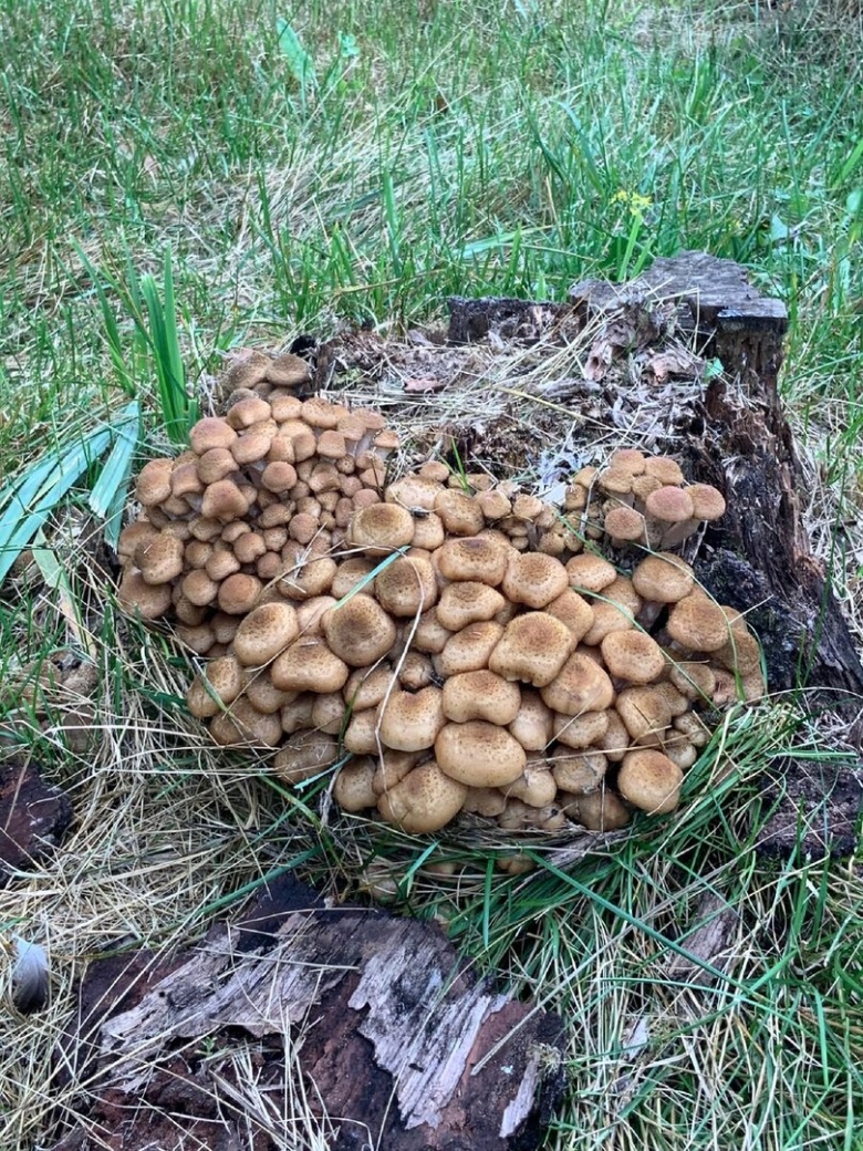 Древесные опята на Сахалине