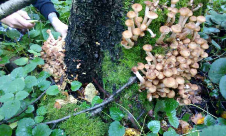 Земляные опята Подмосковье