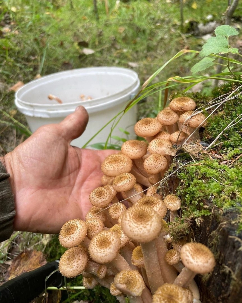 Когда сезон опят