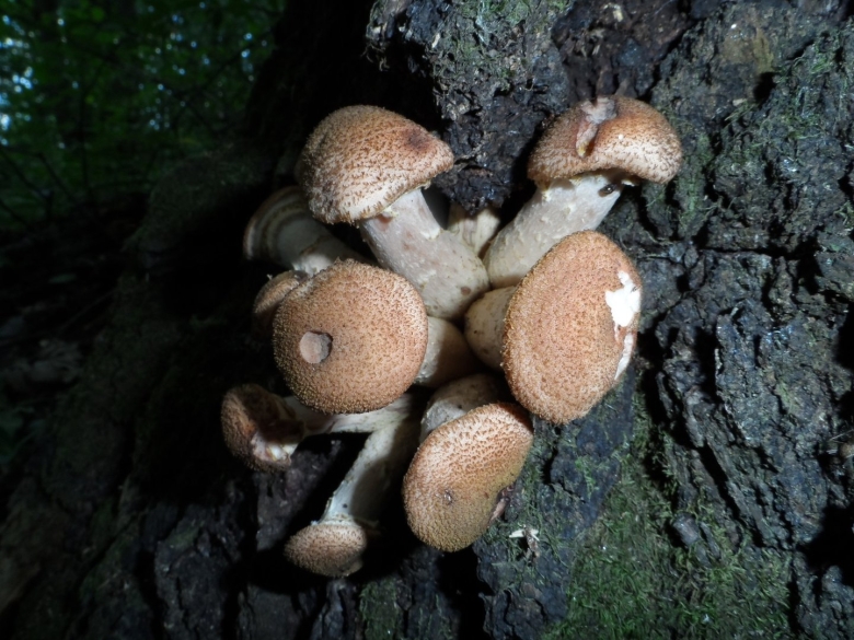 Опята крымские осенние