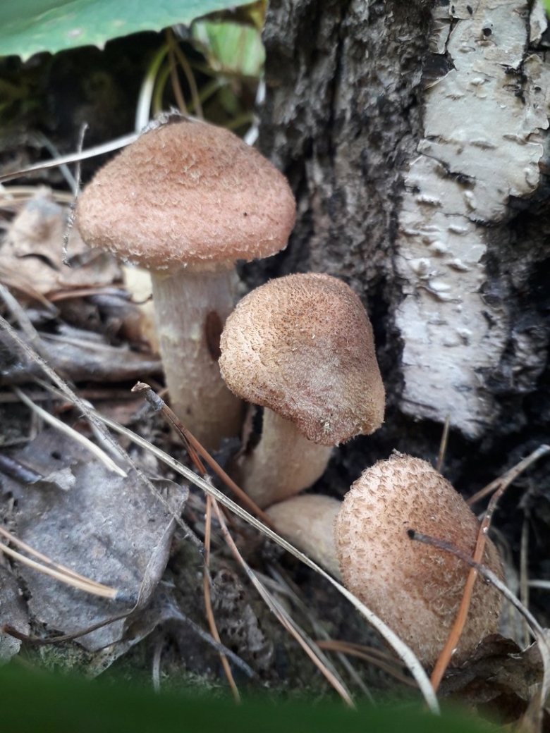 Гриб Армиллярия Мичиган