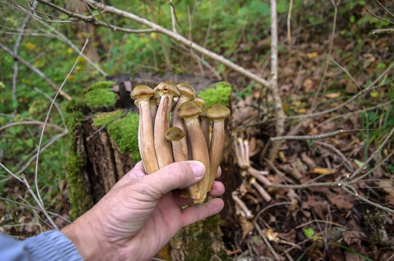 Опята осенние земляные