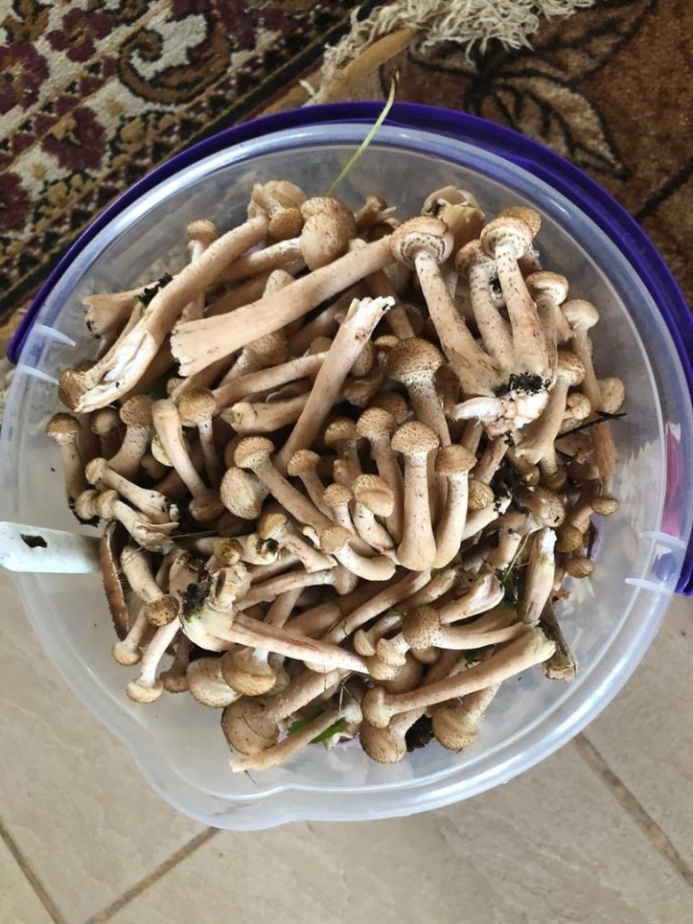 Опята на тонкой ножке