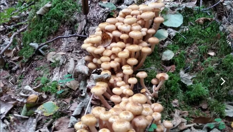 Съедобный гриб Подмосковья опята