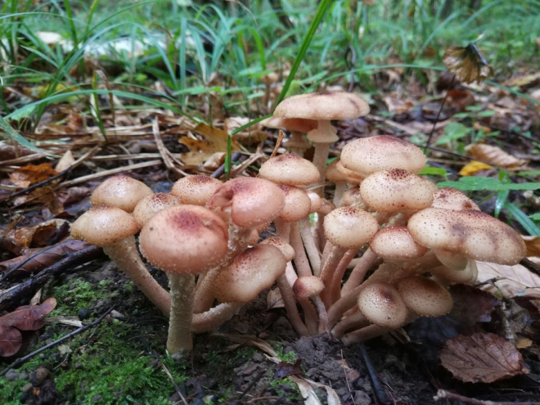 Опёнок осенний съедобные грибы