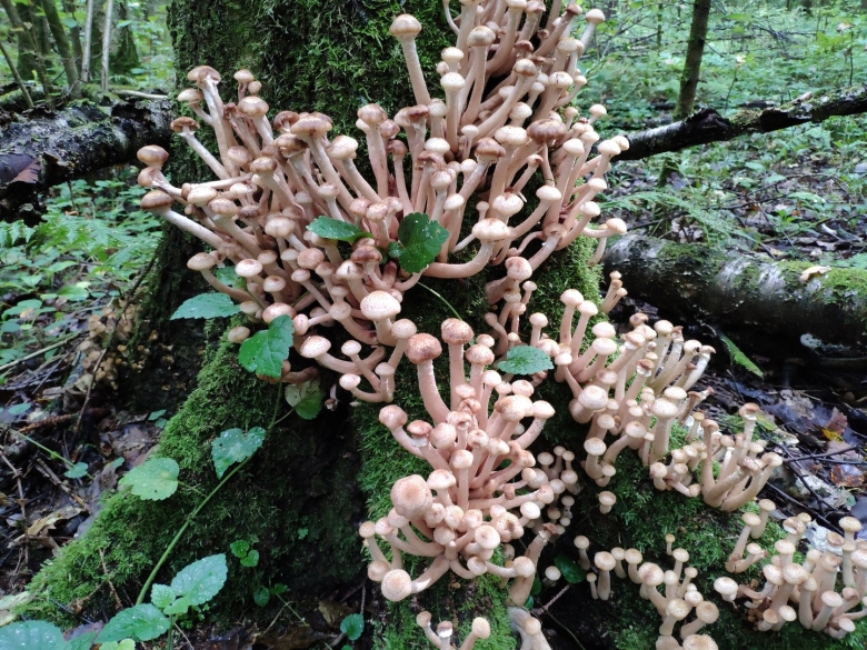 Земляные опята фото