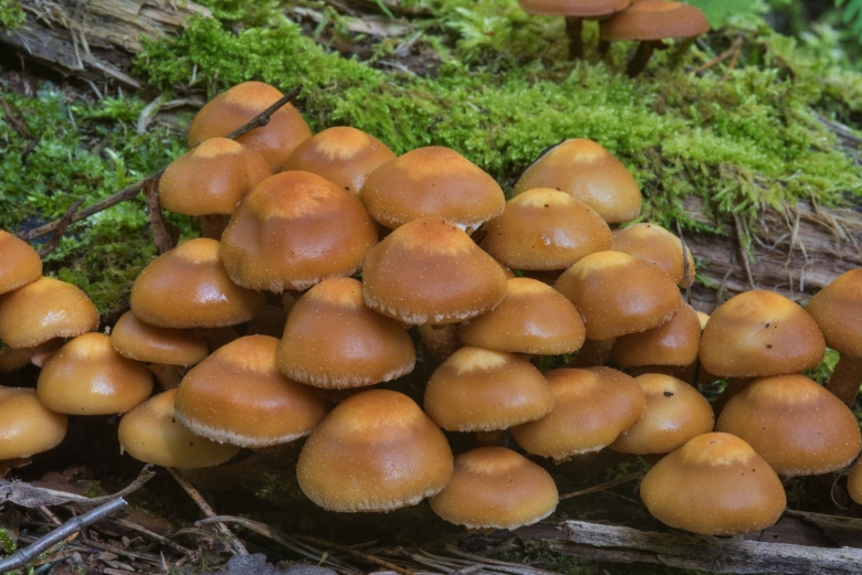 Опенок ссыхающийся Armillaria tabescens